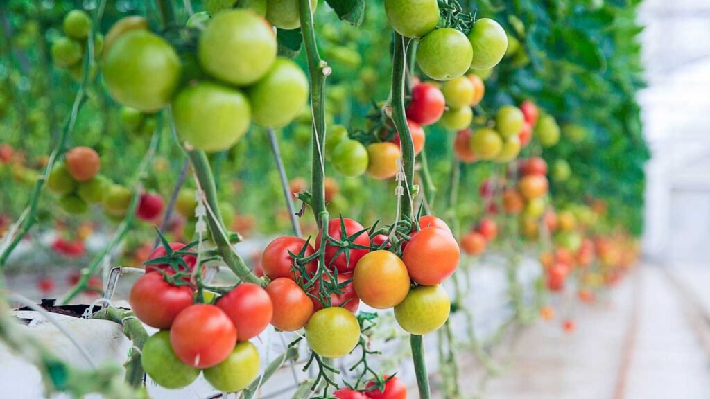 Tomato-Talk-Navigating-the-Ideal-pH-for-Hydroponic-Tomato-Thriving-on-loudvoiced
